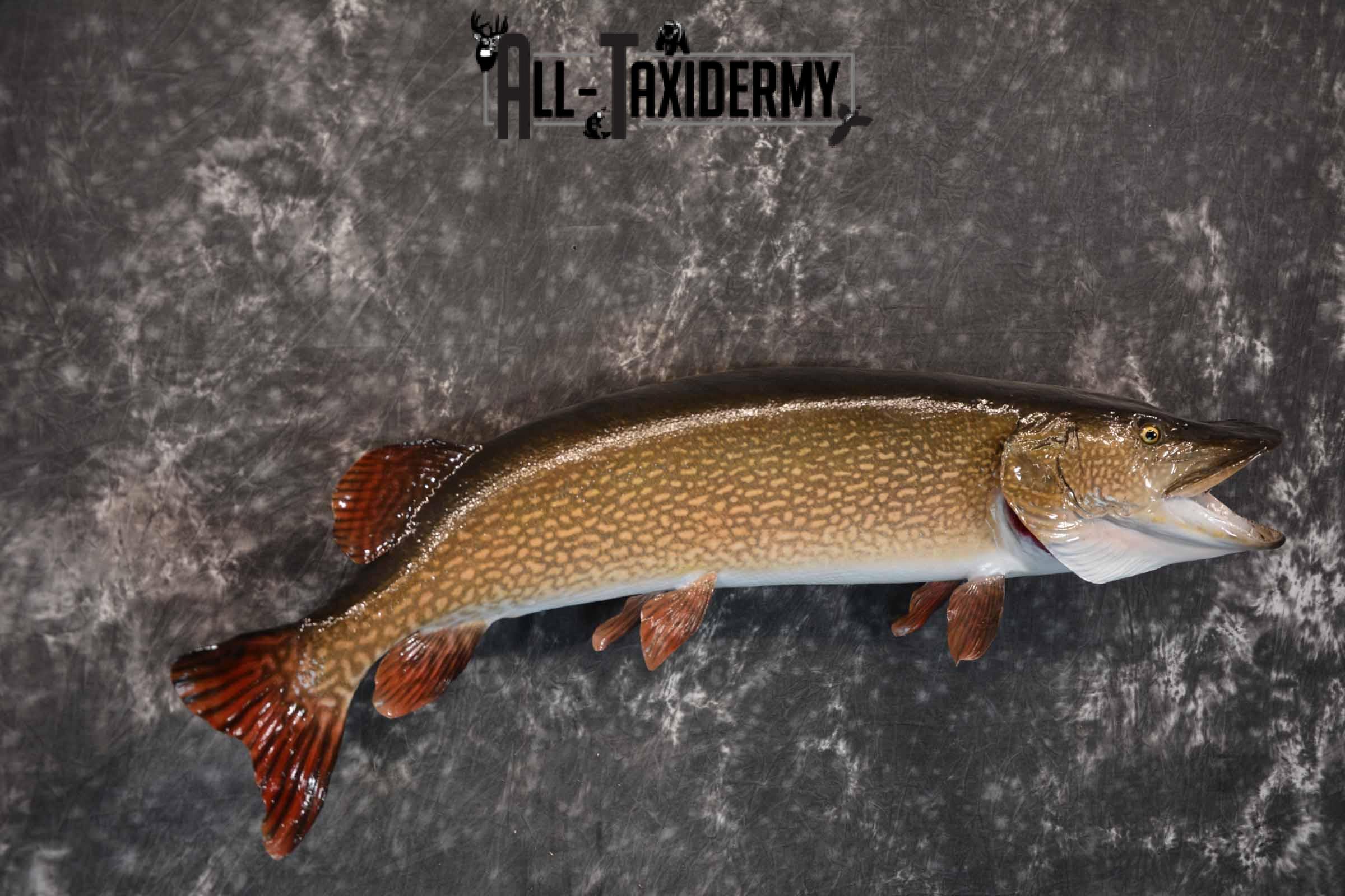 Norther Pike Taxidermy Mount for Sale SKU 1293 - Image 4