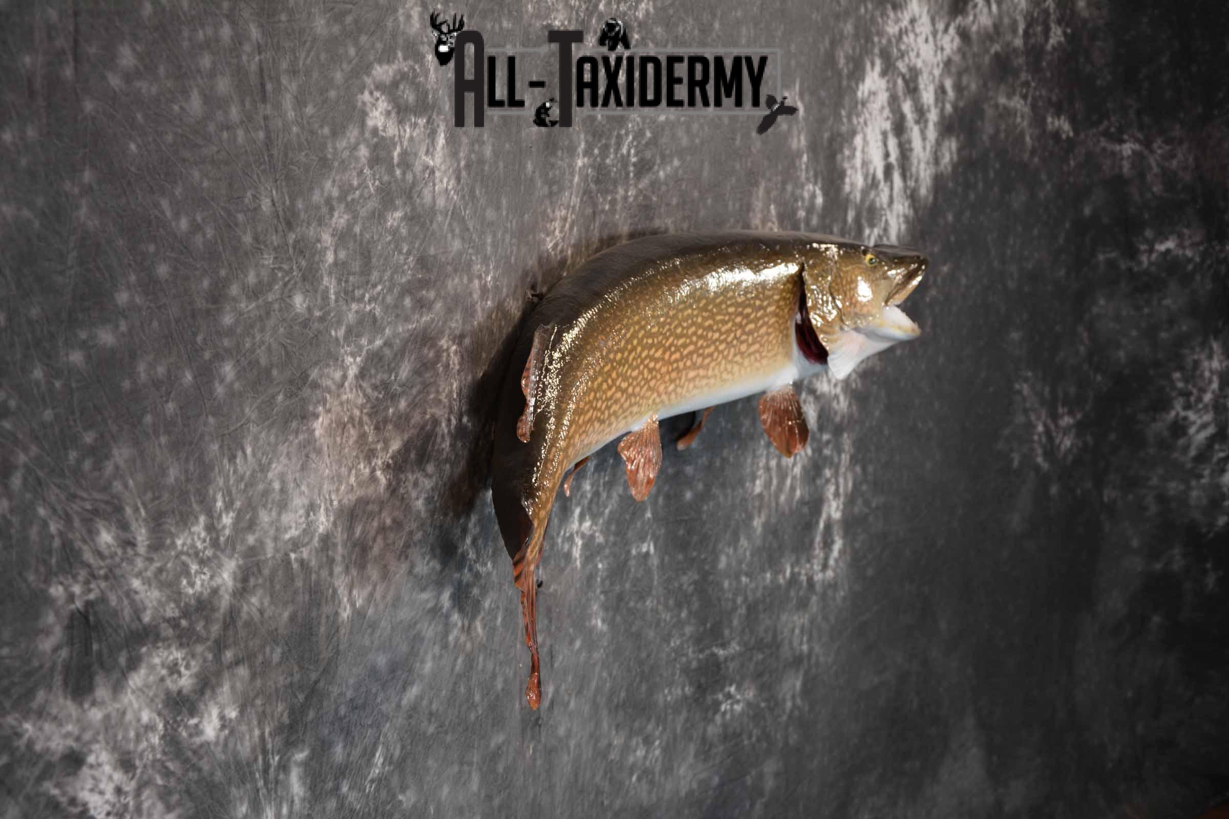 Norther Pike Taxidermy Mount for Sale SKU 1293 - Image 5