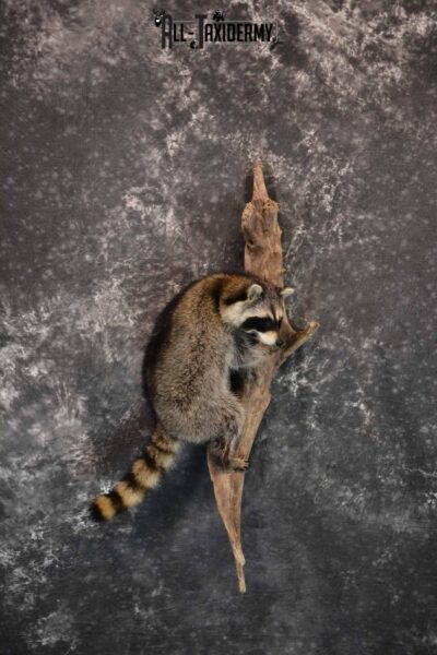 Raccoon Taxidermy Mount for Sale SKU 1292