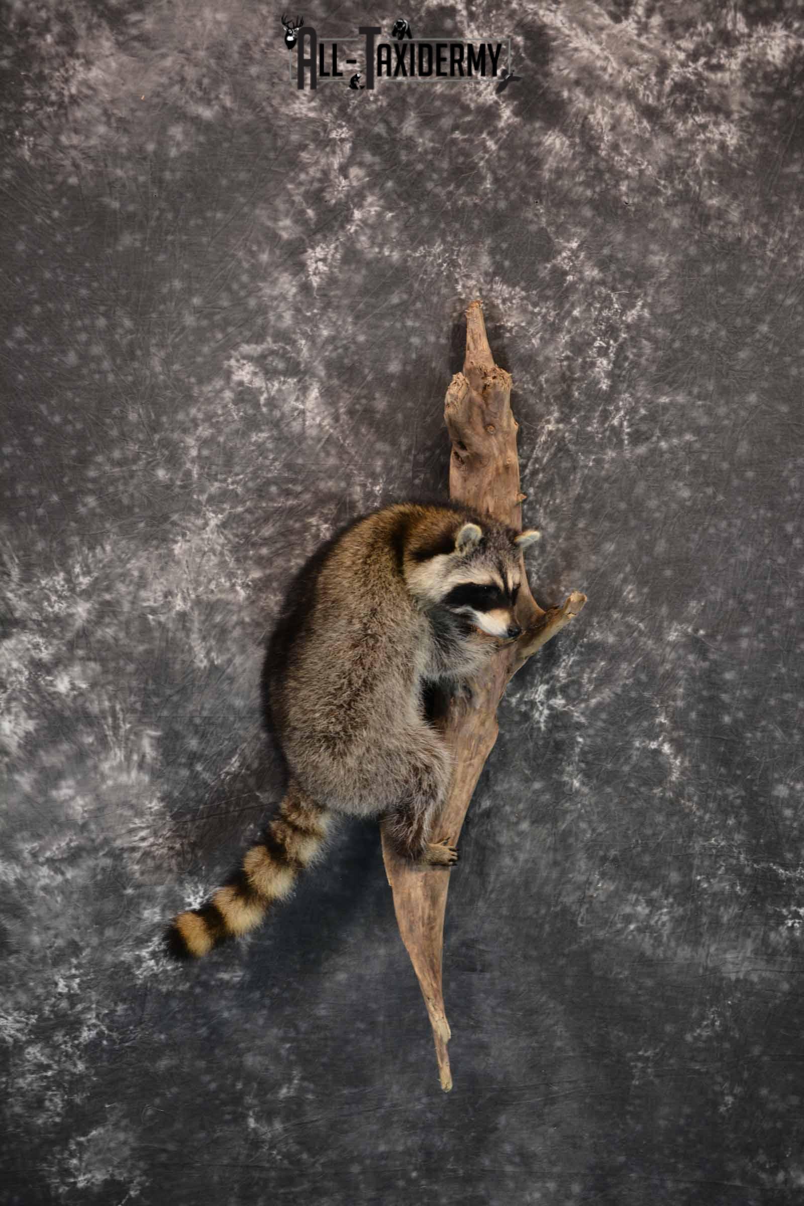 Raccoon Taxidermy Mount for Sale SKU 1292