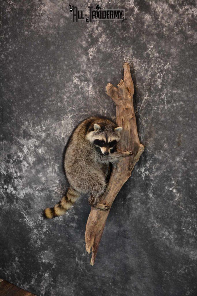 taxidermy raccoon for sale