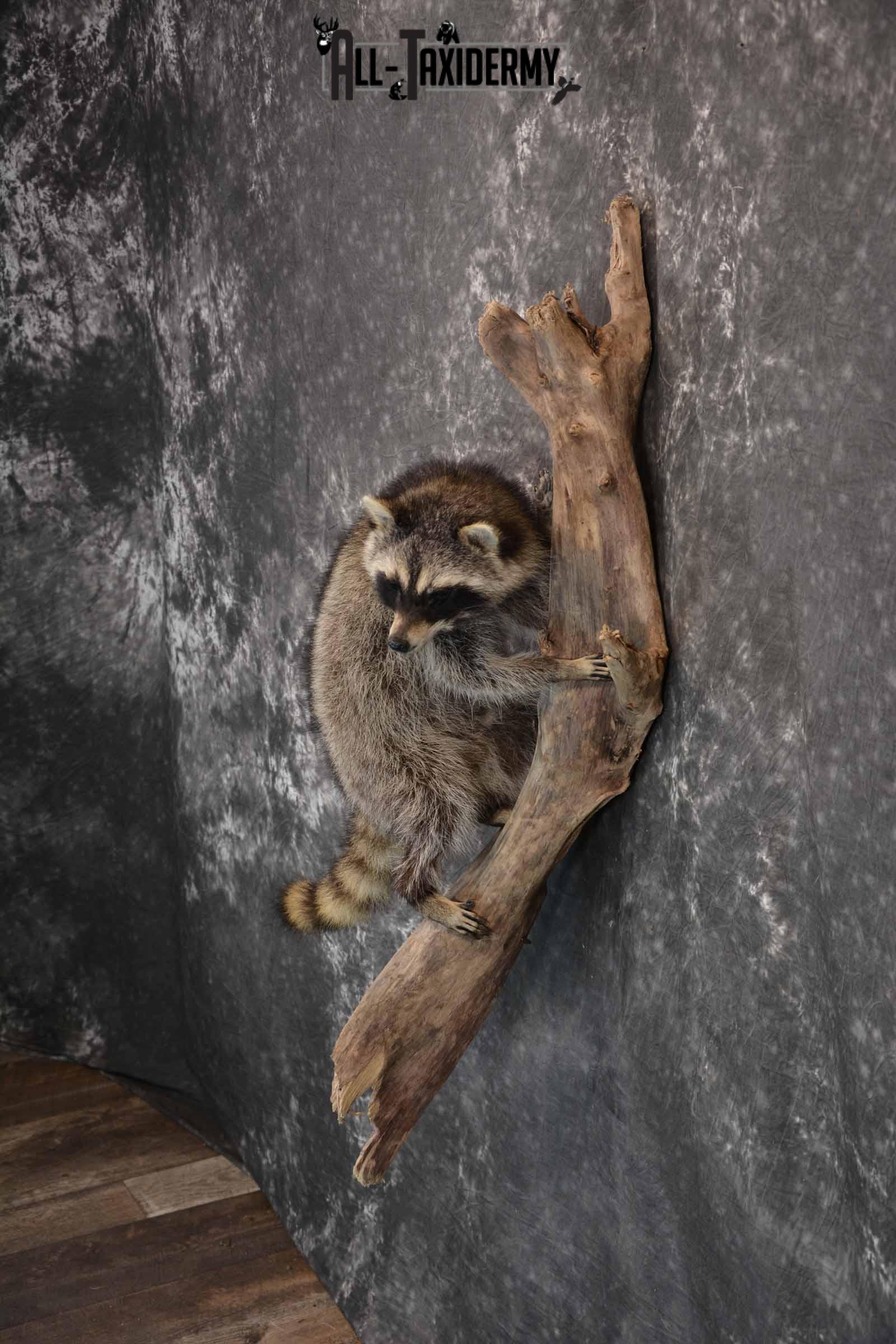 Raccoon Taxidermy Mount for Sale SKU 1292 - Image 3