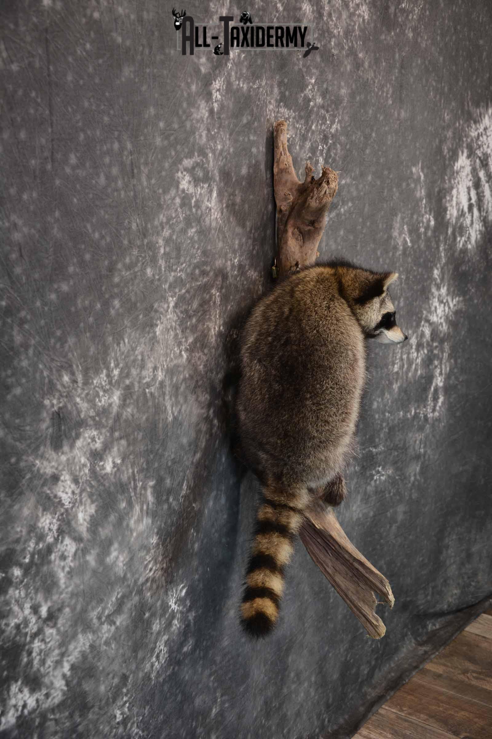 Raccoon Taxidermy Mount for Sale SKU 1292 - Image 5