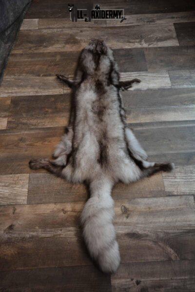 Blue Fox Taxidermy Hide For Sale SKU 1288