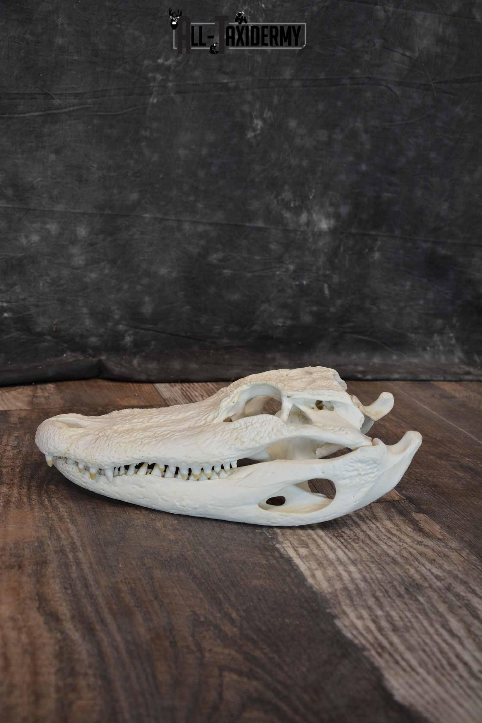 Alligator Skull for Sale SKU 1286
