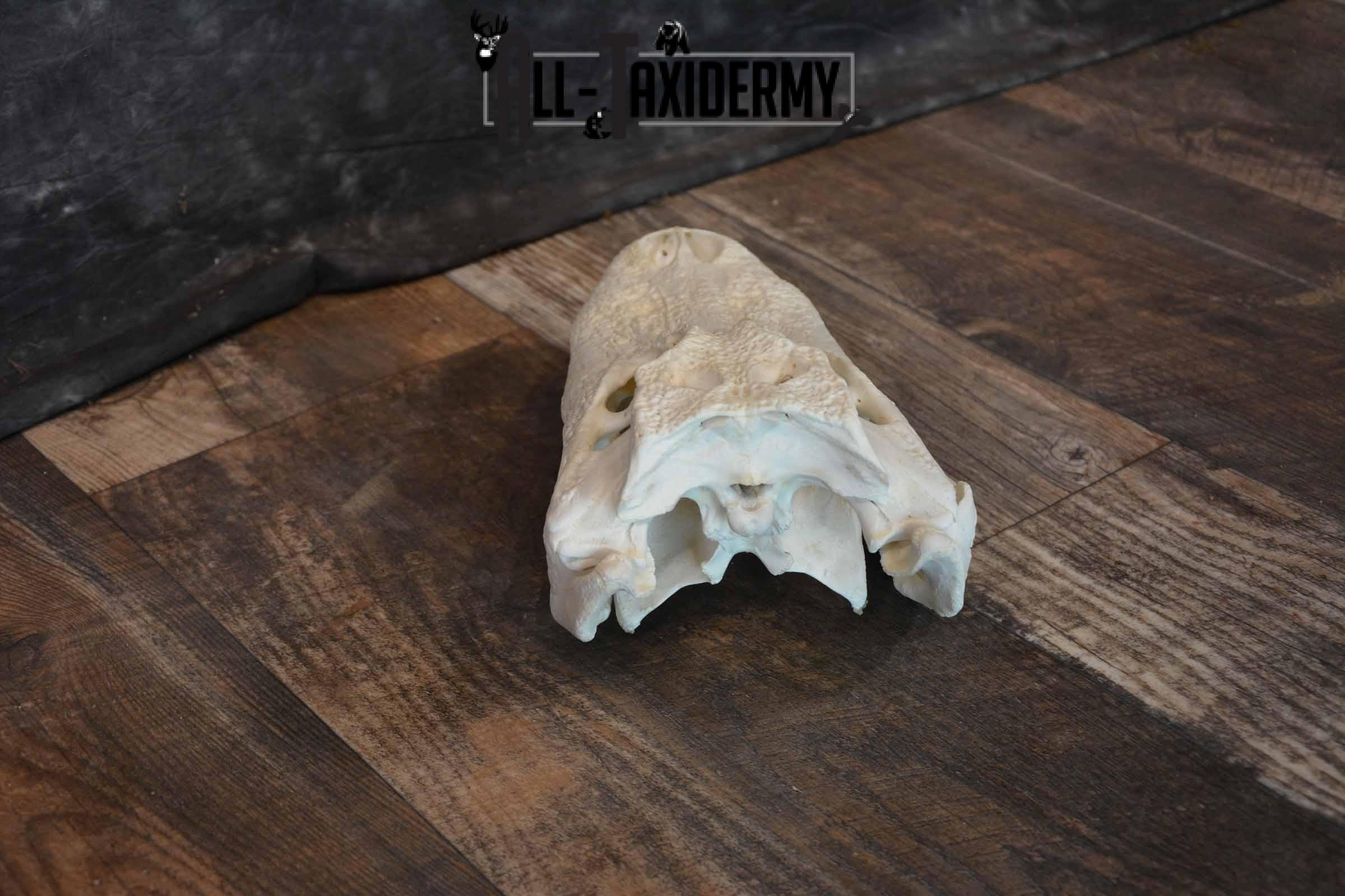 Alligator Skull for Sale SKU 1286 - Image 4