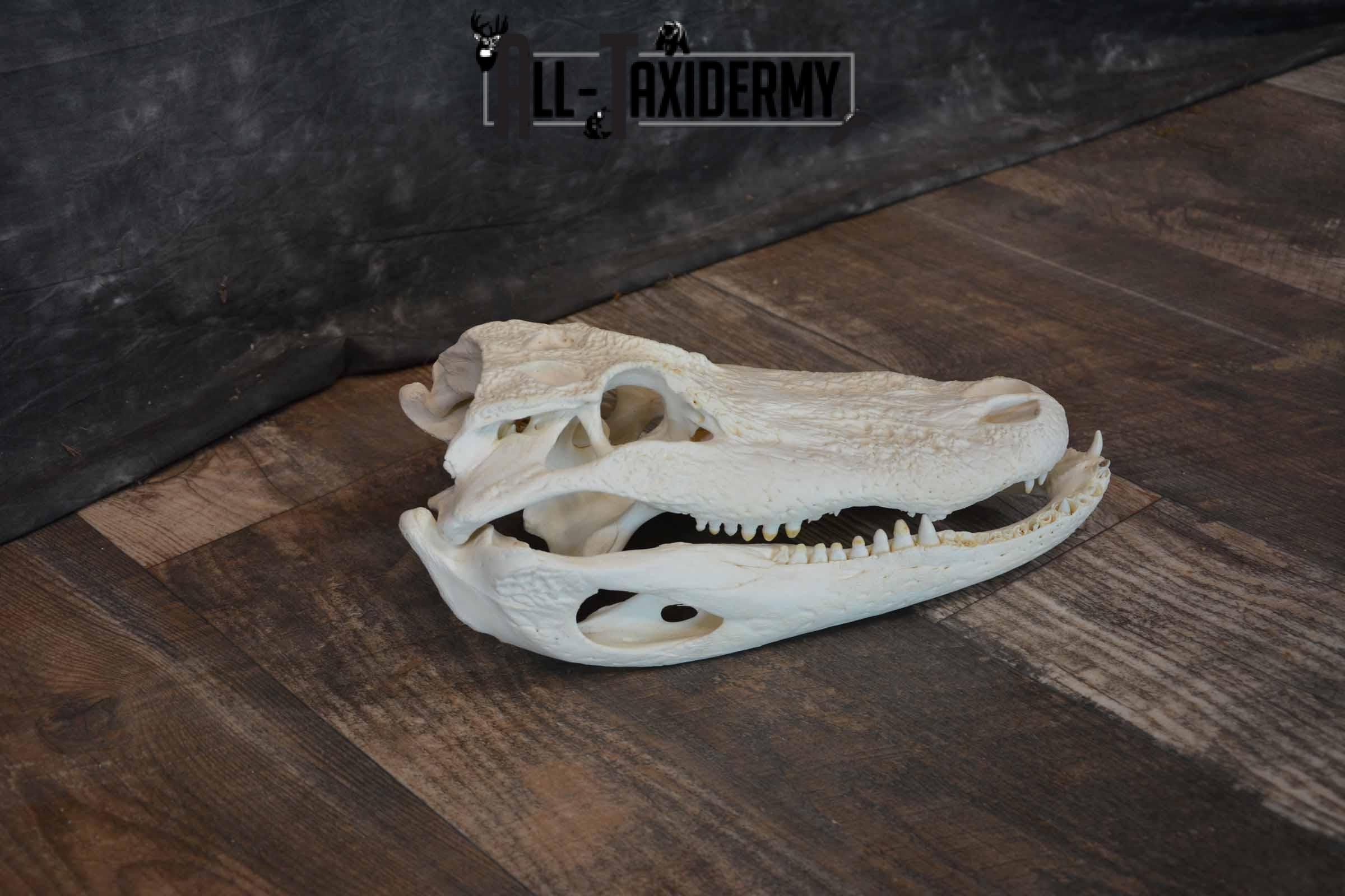 Alligator Skull for Sale SKU 1286 - Image 5