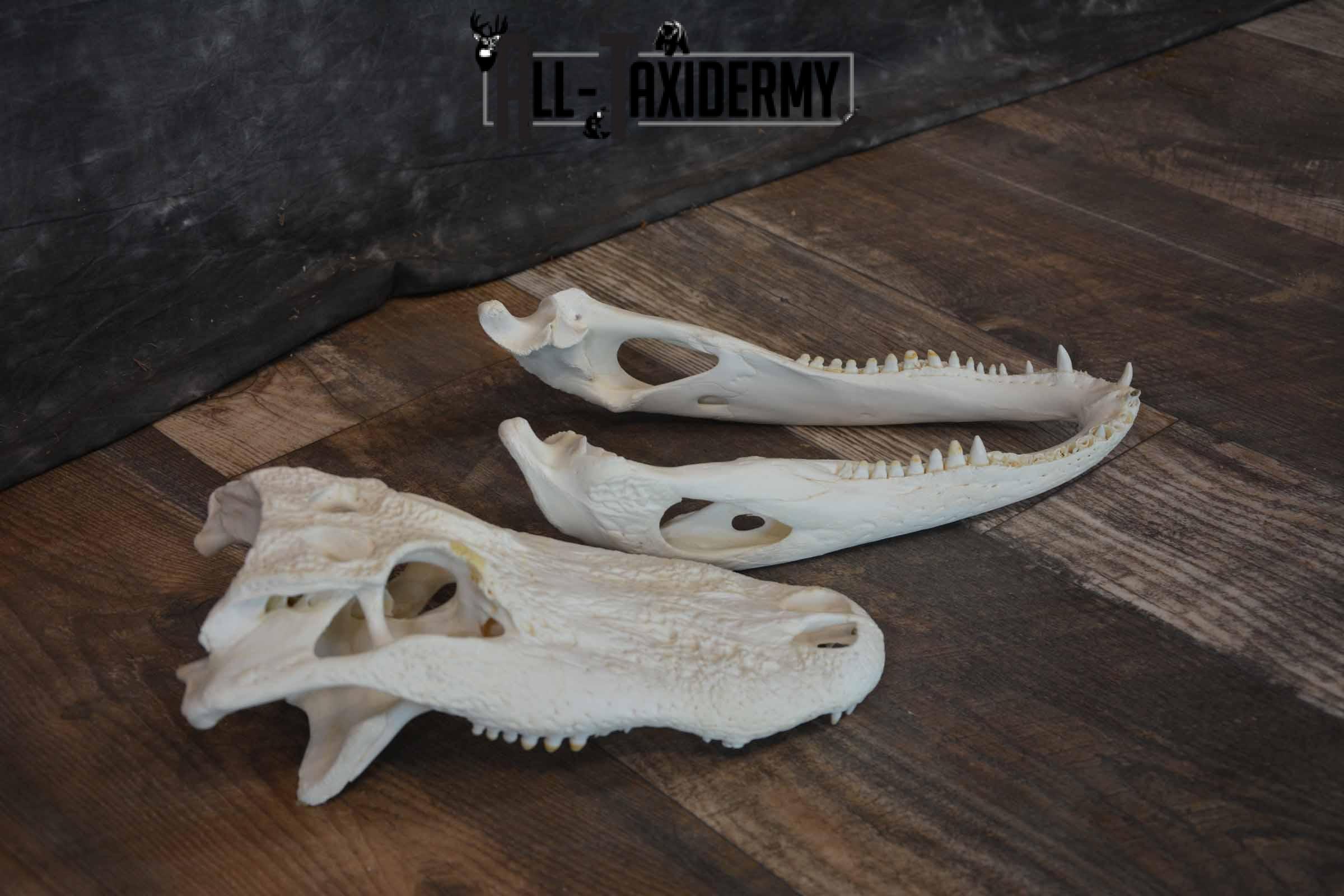 Alligator Skull for Sale SKU 1286 - Image 6