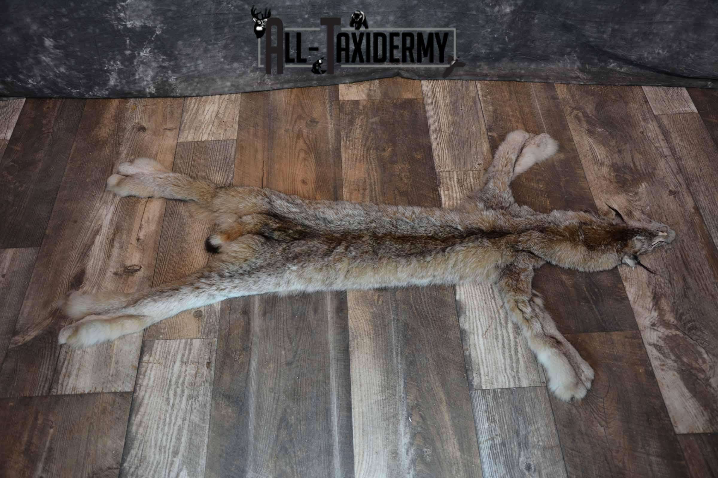 Lynx Taxidermy Hide for Sale SKU 1285 - Image 2