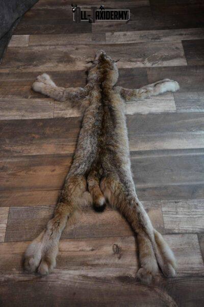 Lynx Taxidermy Hide for Sale SKU 1285