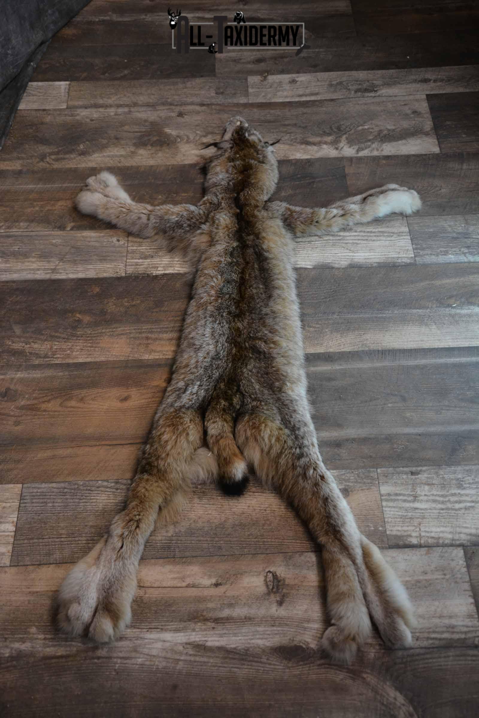 Lynx Taxidermy Hide for Sale SKU 1285