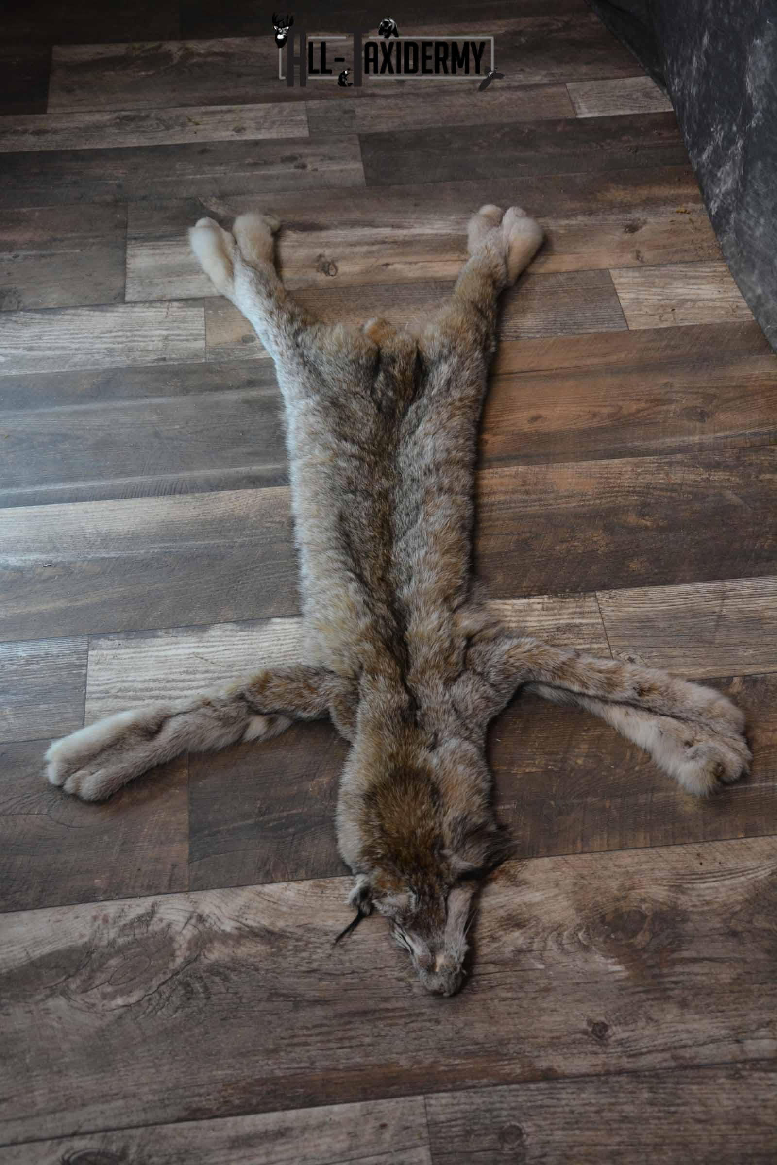 Lynx Taxidermy Hide for Sale SKU 1285 - Image 3