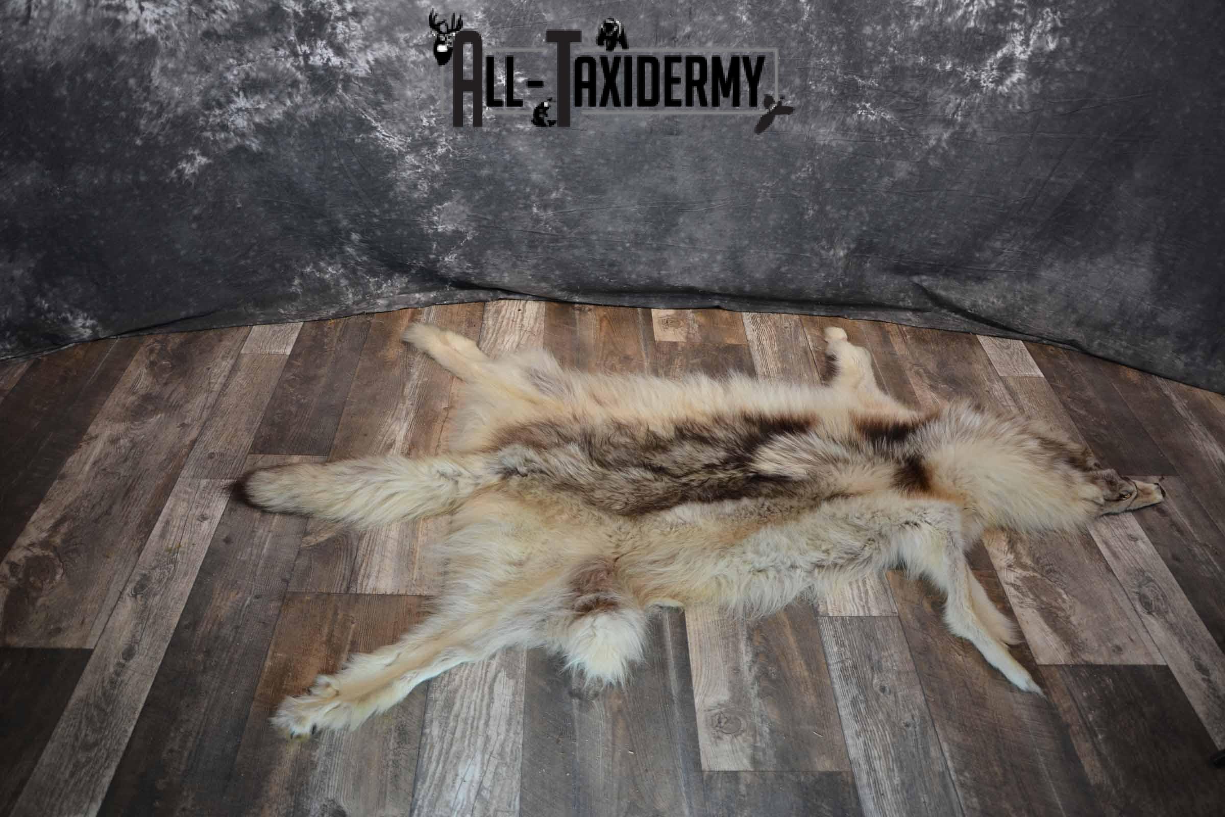 Canadian Wolf Taxidermy Hide for Sale SKU 1284 - Image 2