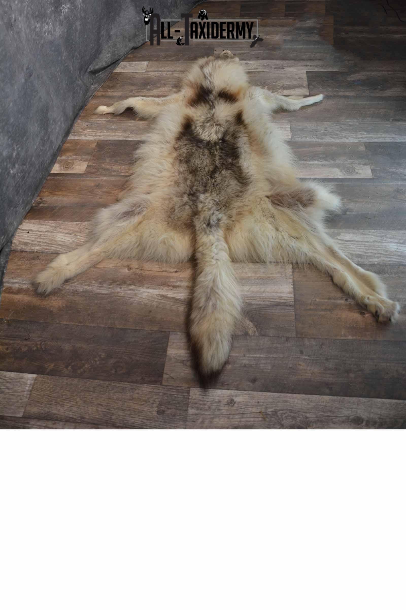 Canadian Wolf Taxidermy Hide for Sale SKU 1284