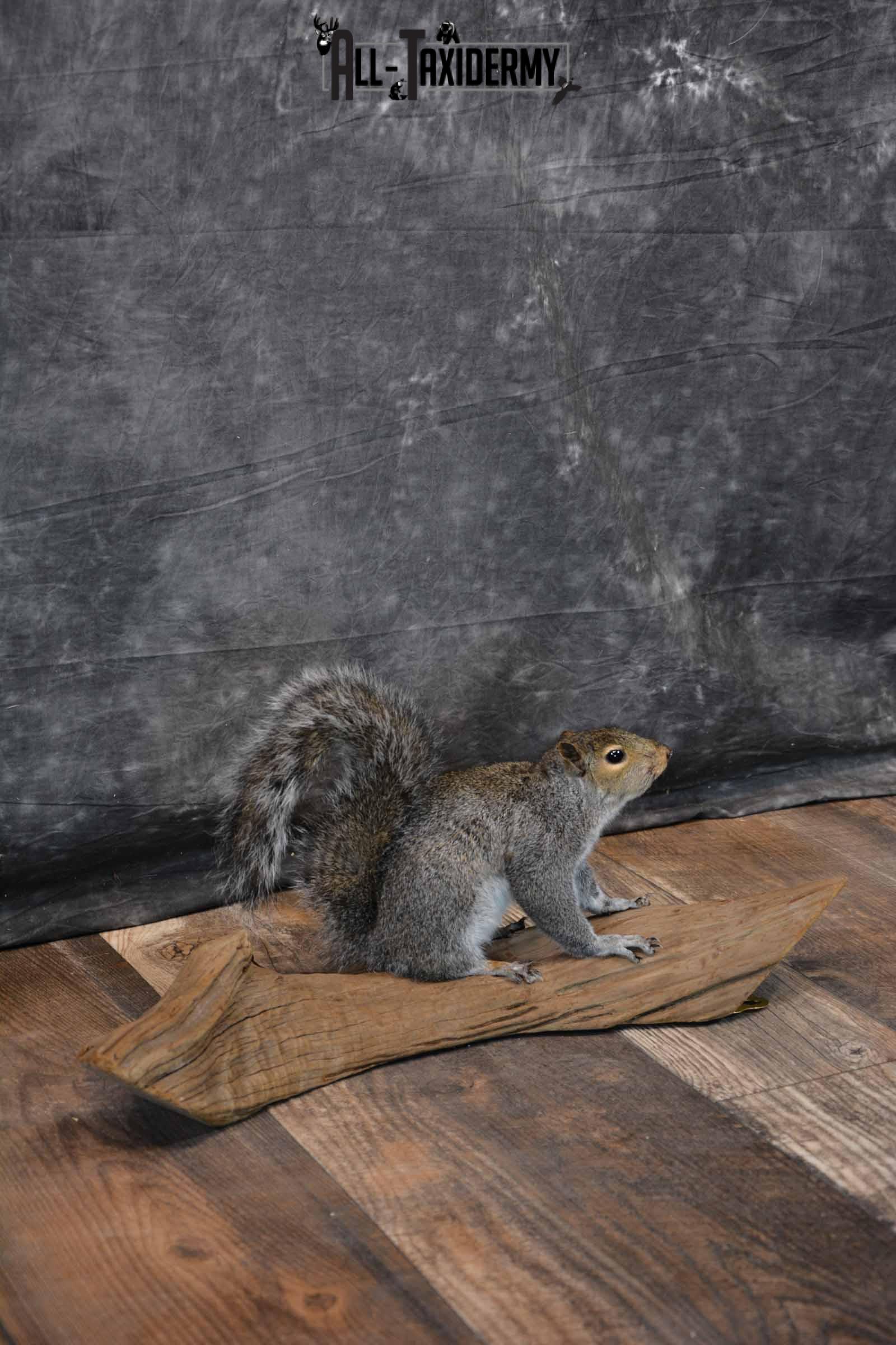 Gray Squirrel Taxidermy Mount for Sale SKU 1283 - Image 2