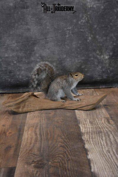 Gray Squirrel Taxidermy Mount for Sale SKU 1283