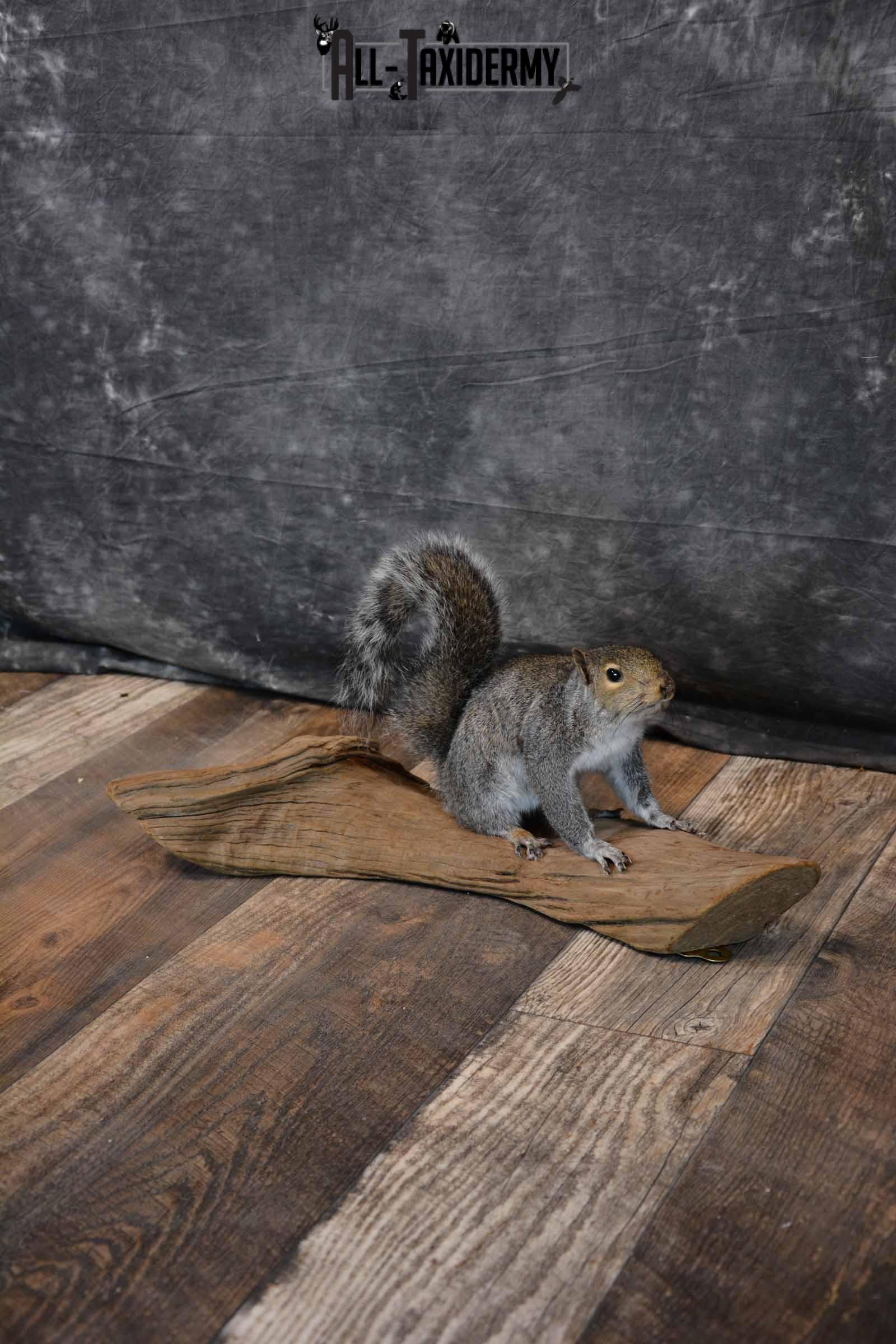Gray Squirrel Taxidermy Mount for Sale SKU 1283 - Image 3