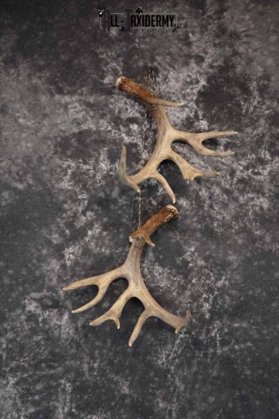 Whitetail Deer Matching Antler Sheds 17 Pointer for Sale SKU 1282