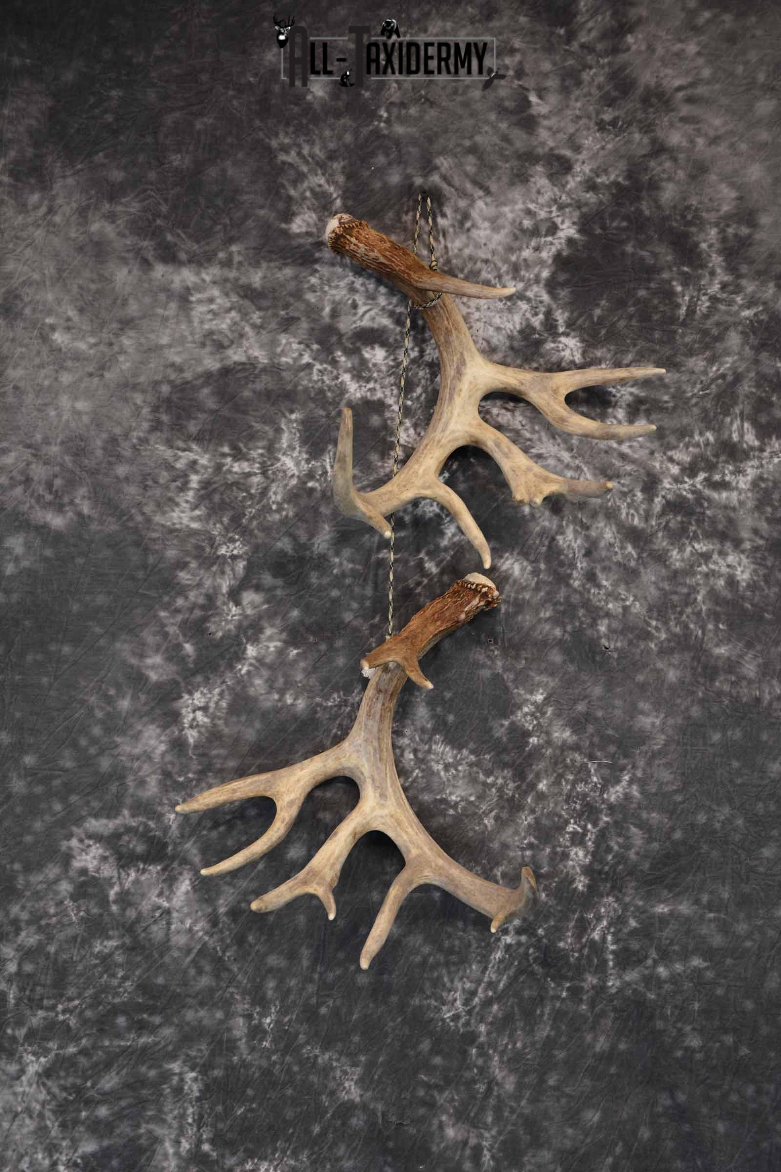 Whitetail Deer Matching Antler Sheds 17 Pointer for Sale SKU 1282
