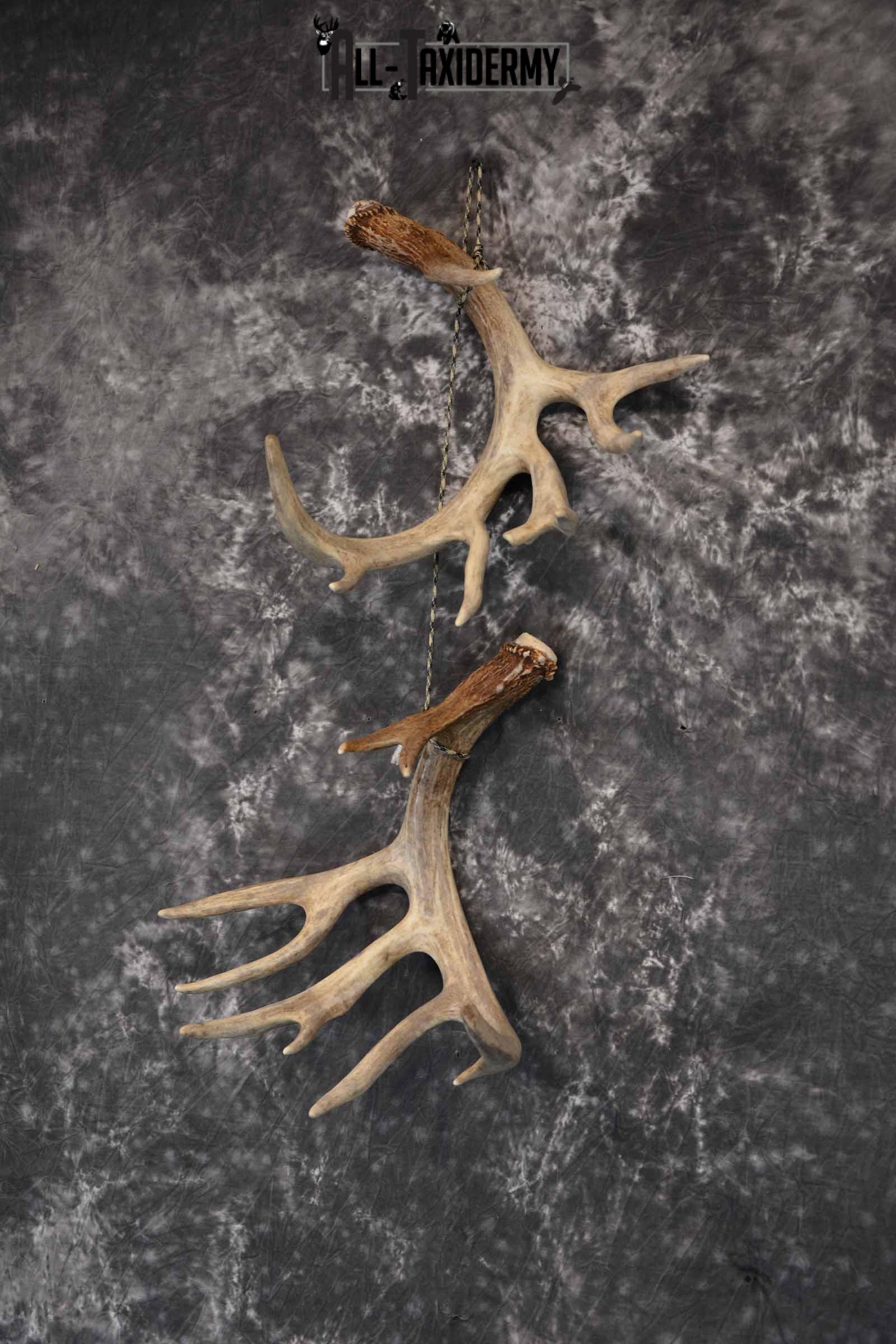 Whitetail Deer Matching Antler Sheds 17 Pointer for Sale SKU 1282 - Image 2