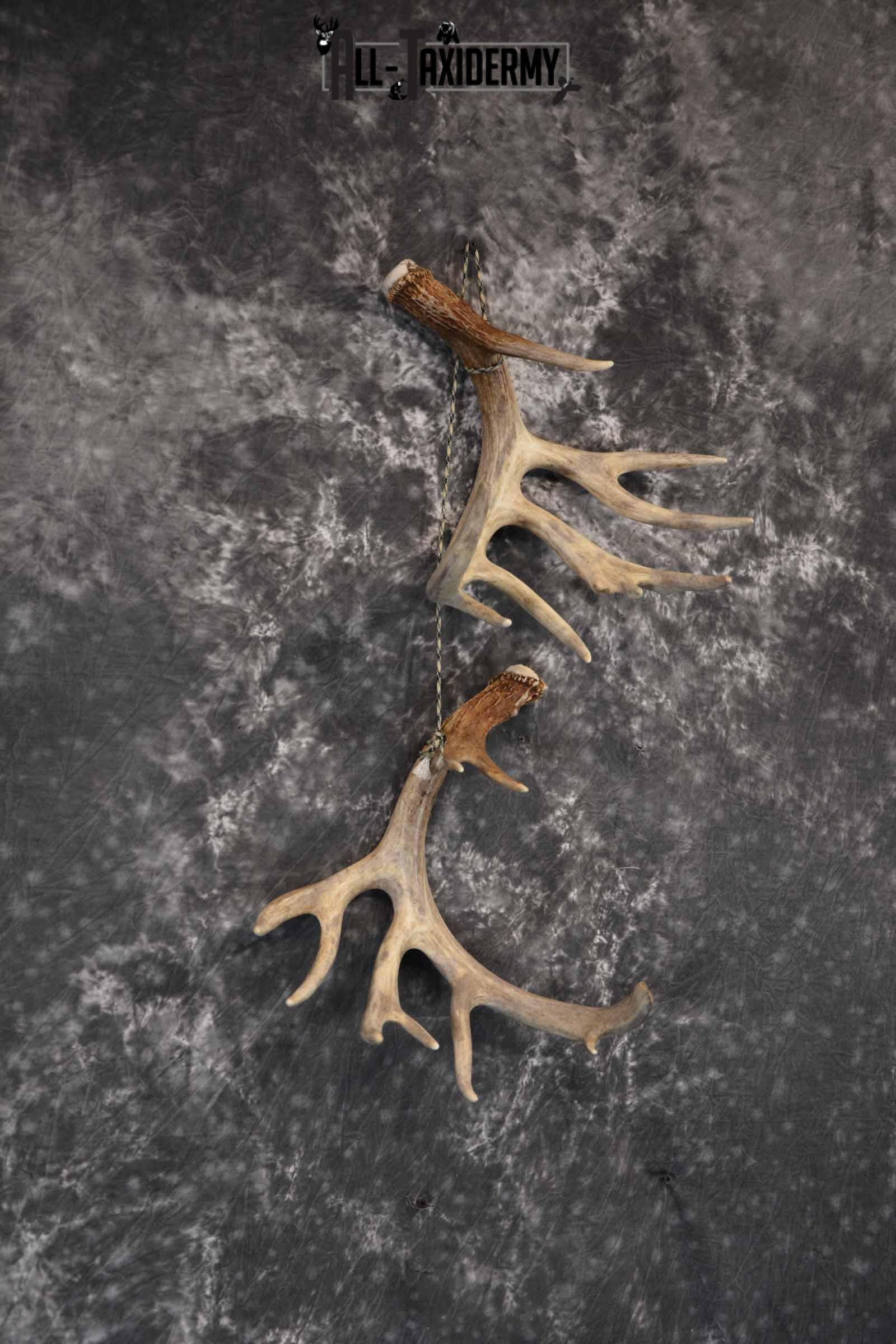 Whitetail Deer Matching Antler Sheds 17 Pointer for Sale SKU 1282 - Image 3