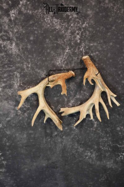 Whitetail Deer mid 200 Class Matching Antler Sheds, 30 pointer for Sale SKU 1280