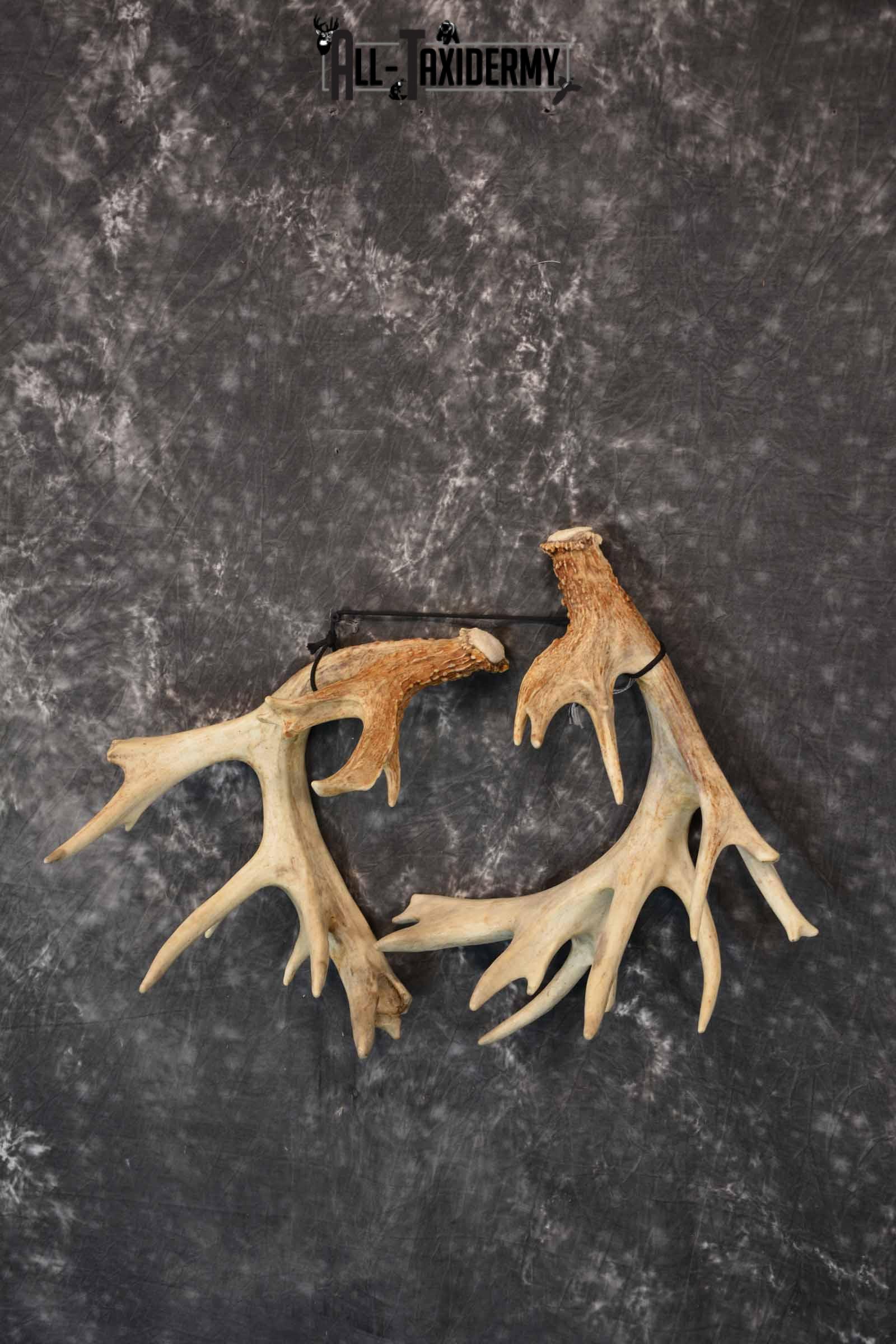 Whitetail Deer mid 200 Class Matching Antler Sheds, 30 pointer for Sale SKU 1280 - Image 2