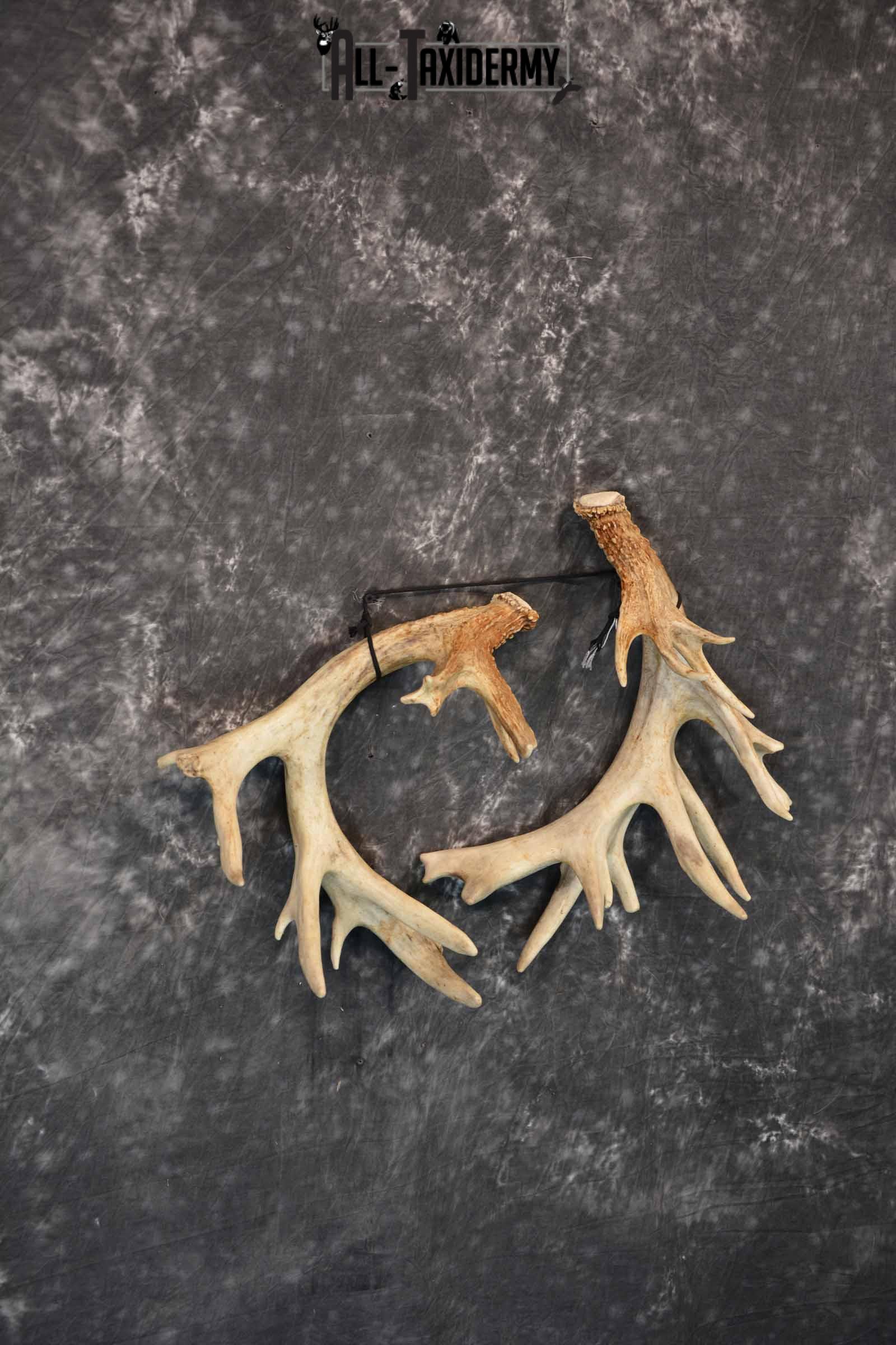 Whitetail Deer mid 200 Class Matching Antler Sheds, 30 pointer for Sale SKU 1280 - Image 3