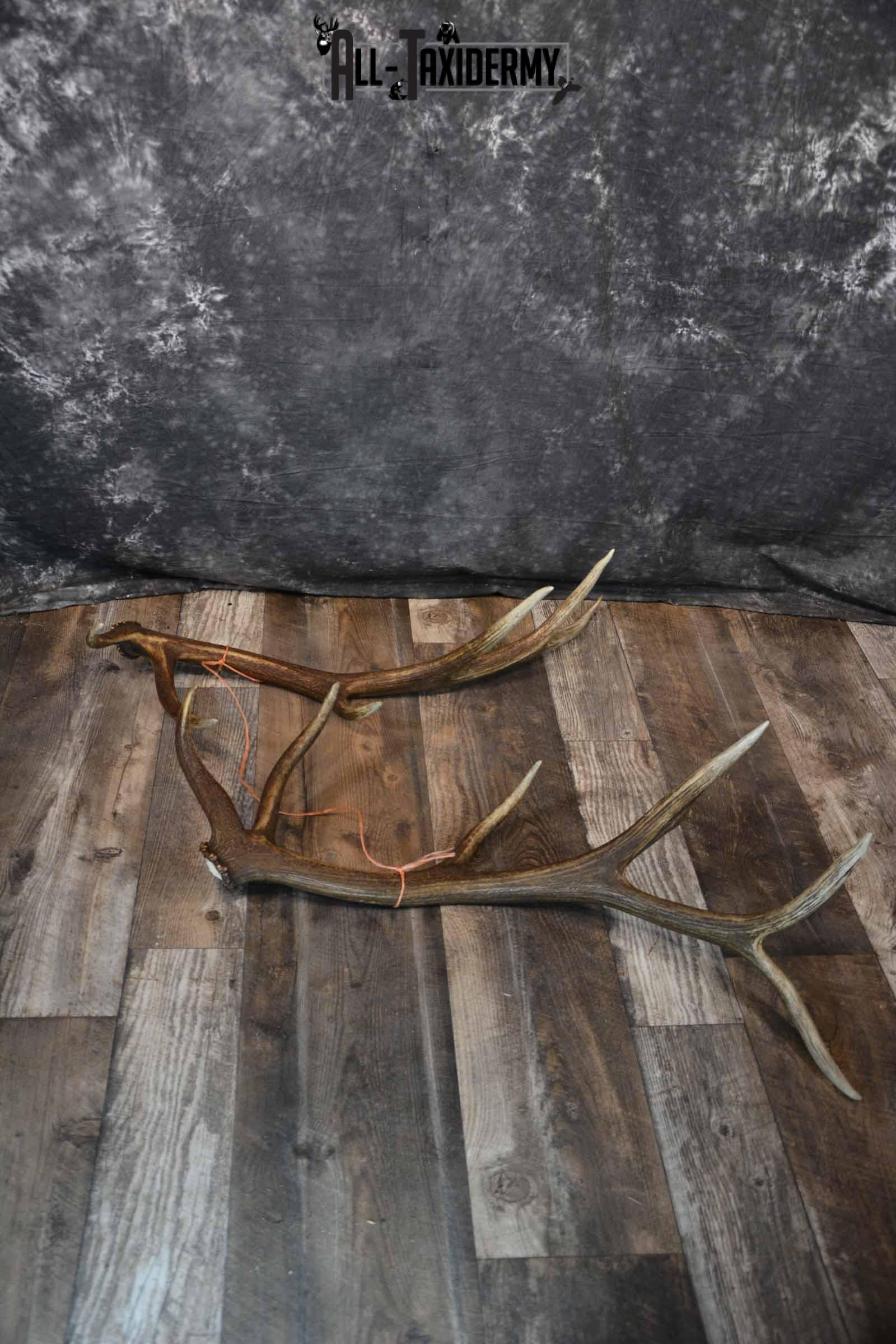 Elk Matching Antler Shed Set SKU 1276 - Image 2