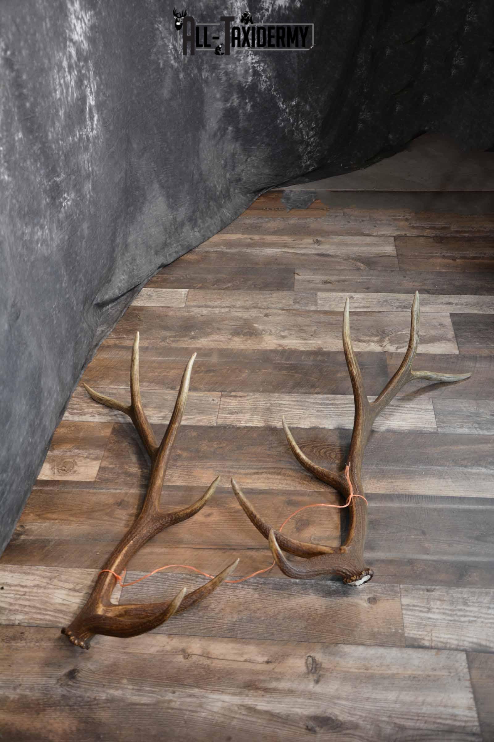 Elk Matching Antler Shed Set SKU 1276 - Image 3