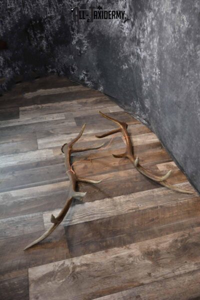 Elk Matching Antler Shed Set SKU 1276