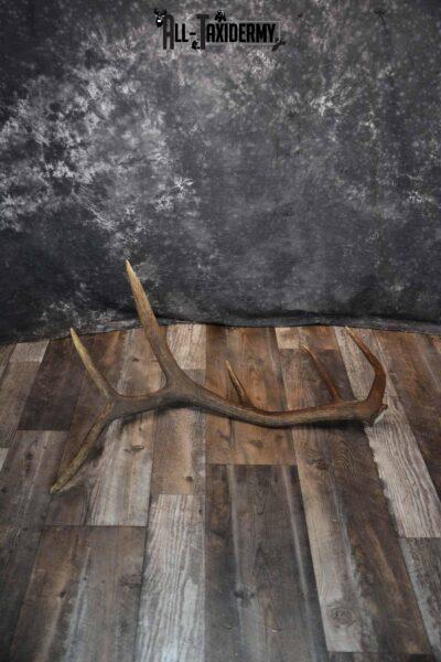 Elk Antler Shed for Sale SKU 1275