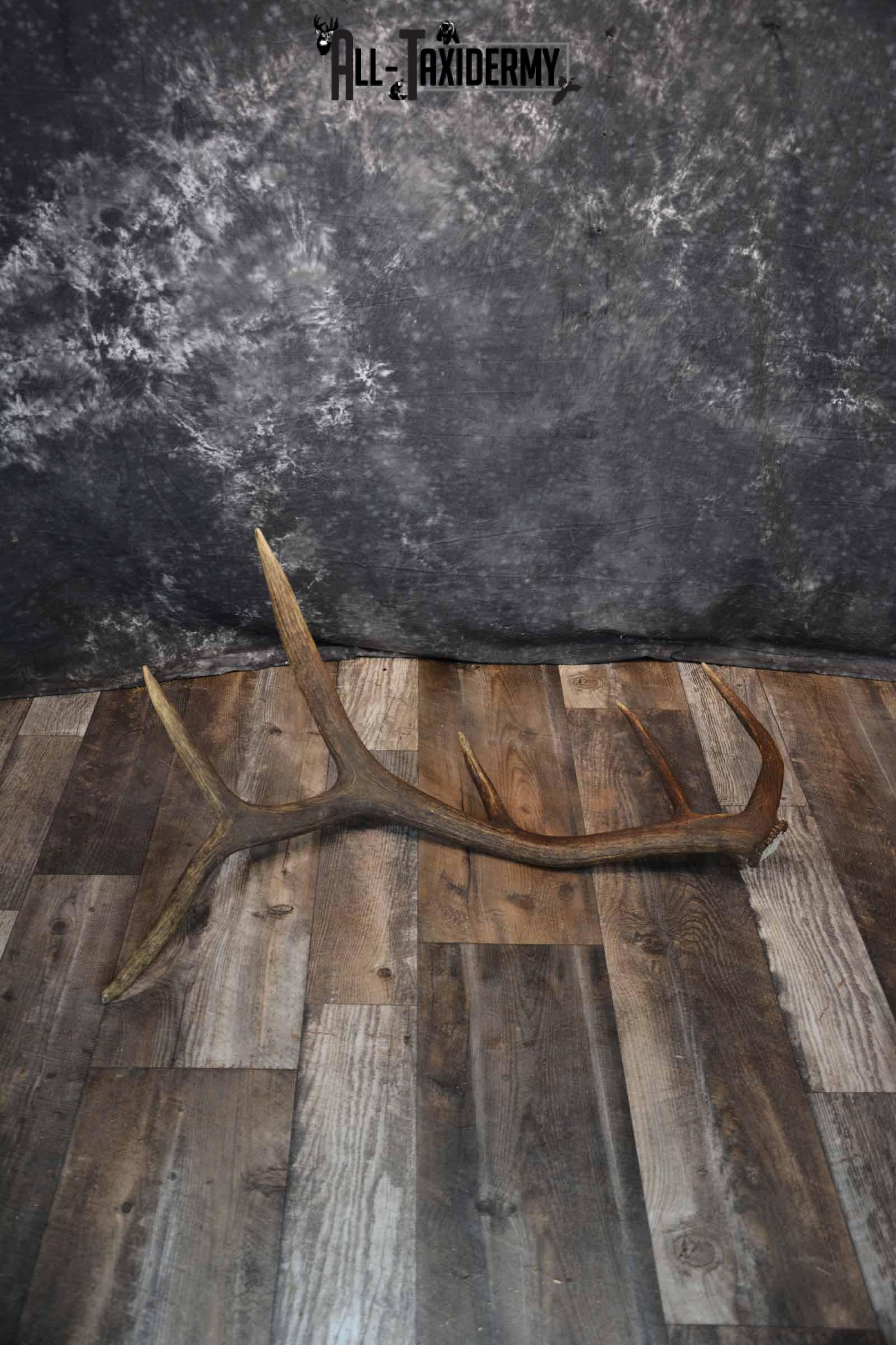 Elk Antler Shed for Sale SKU 1275