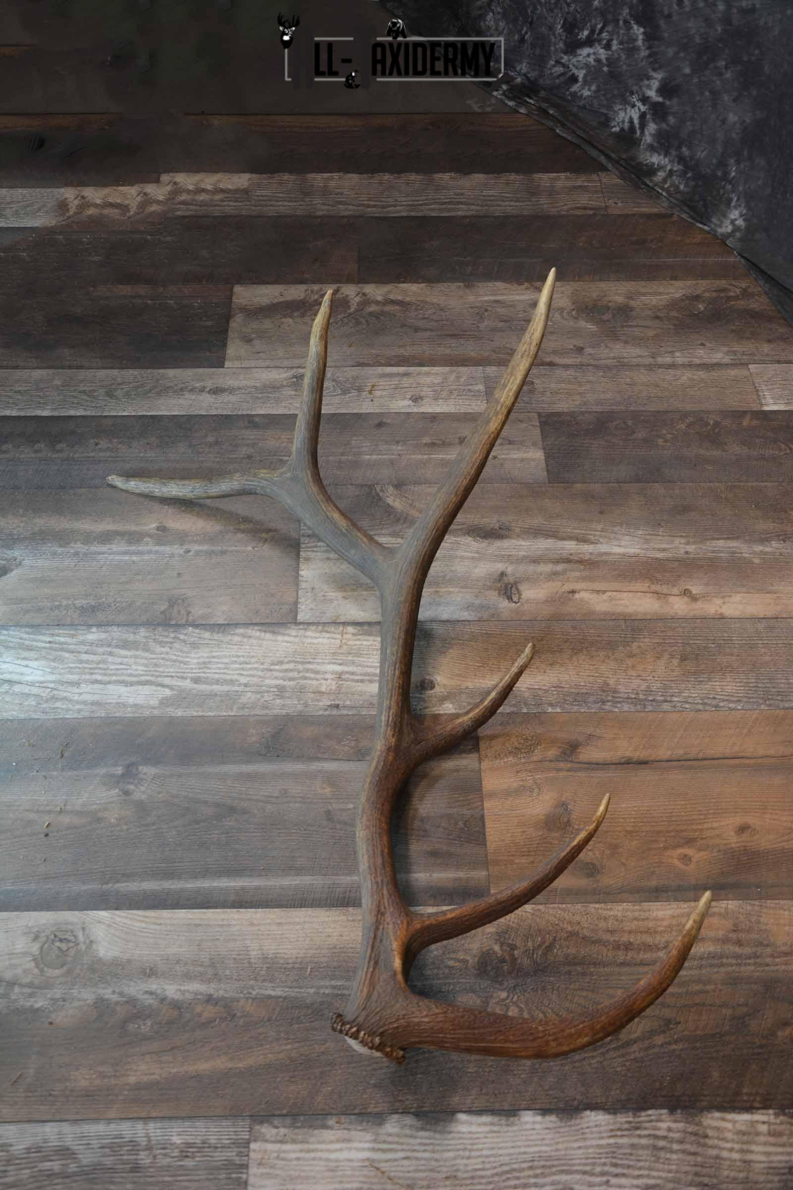 Elk Antler Shed for Sale SKU 1275 - Image 2