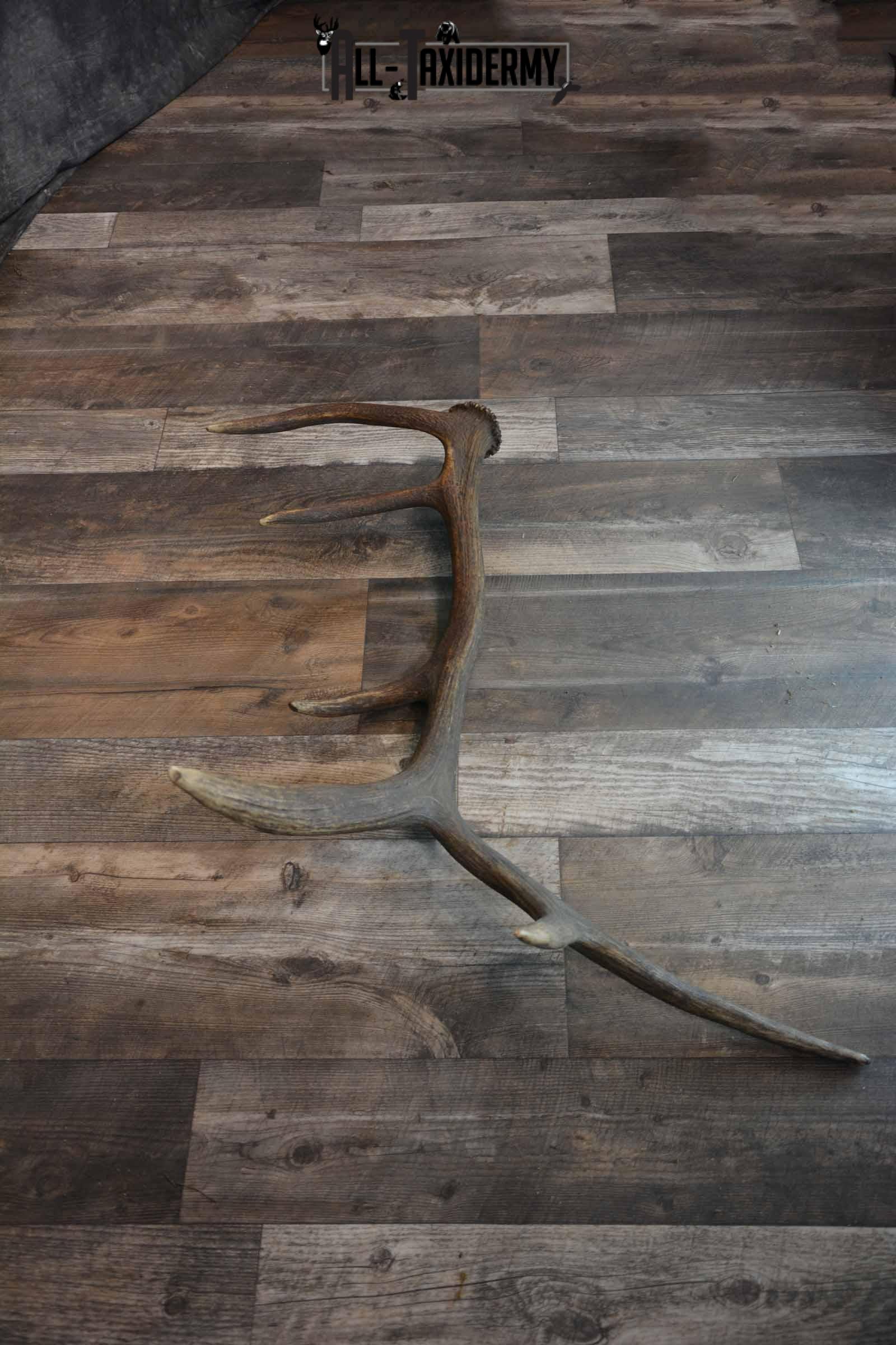 Elk Antler Shed for Sale SKU 1275 - Image 3