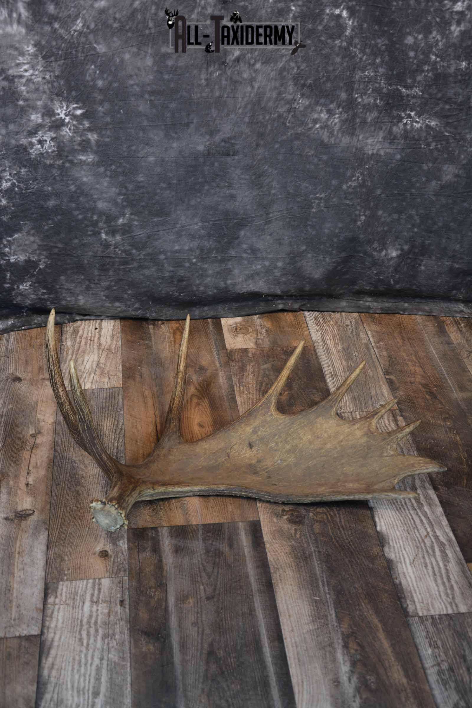 Moose Shed for Sale SKU 1272 - Image 2