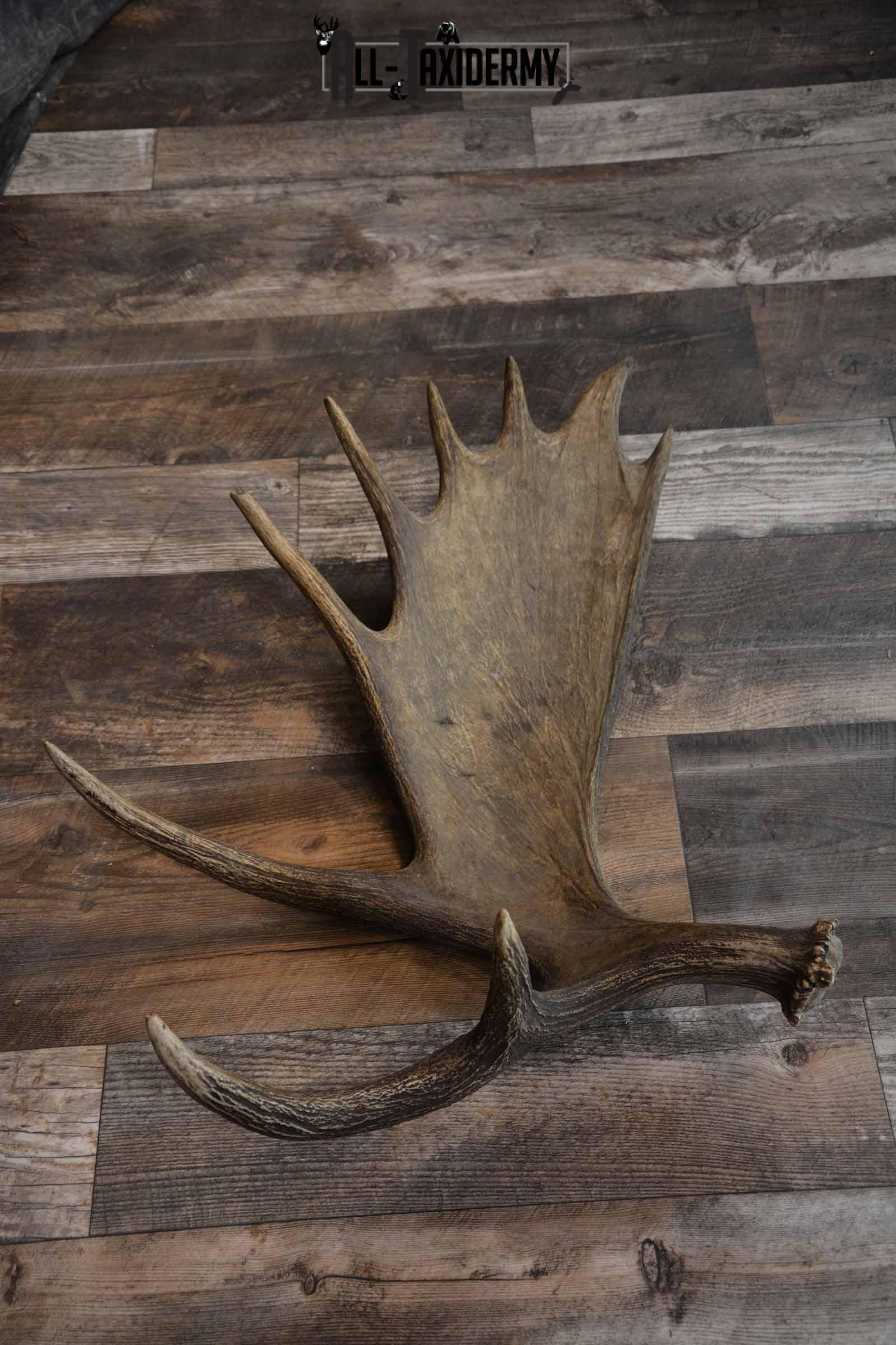 Moose Shed for Sale SKU 1272