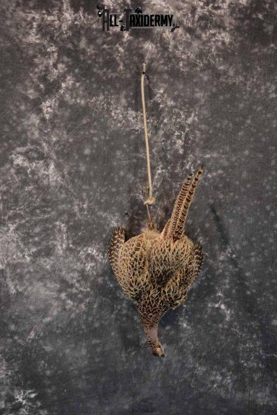 Pheasant Hen Taxidermy Mount Hanging SKU 1308