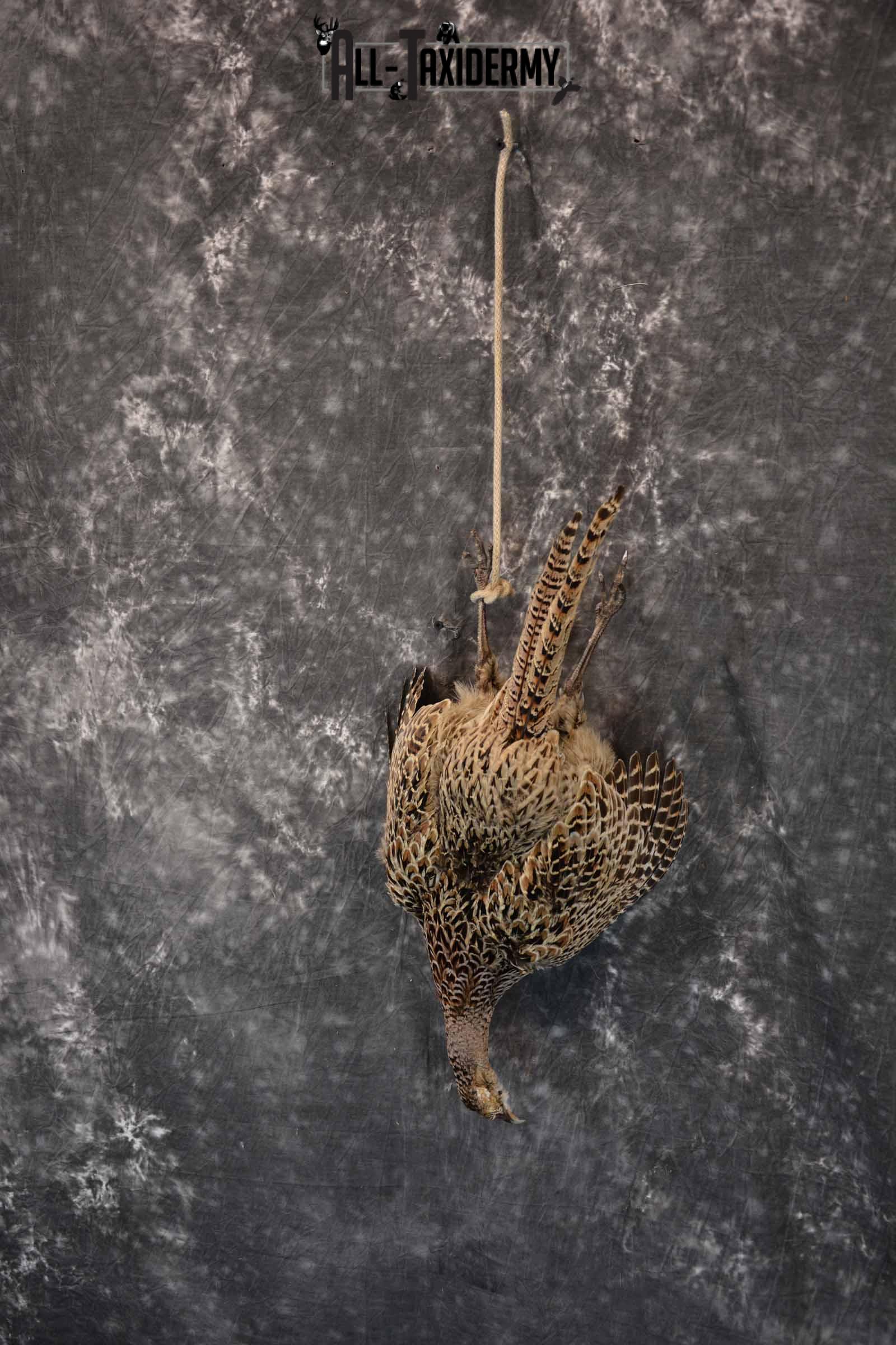 Pheasant Hen Taxidermy Mount Hanging SKU 1308 - Image 2