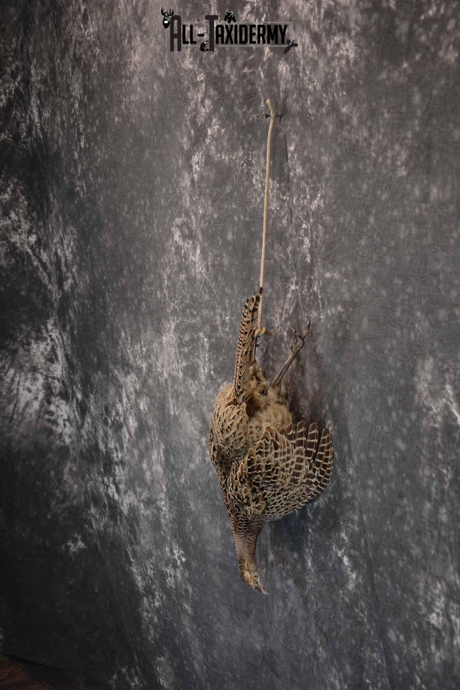 Pheasant Hen Taxidermy Mount Hanging SKU 1308 - Image 3