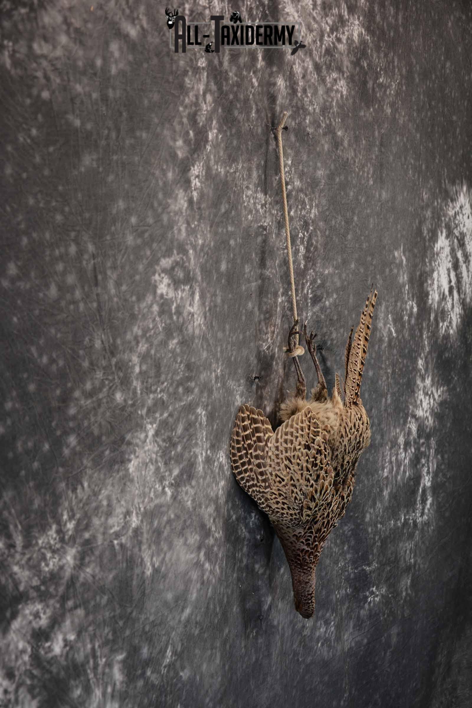 Pheasant Hen Taxidermy Mount Hanging SKU 1308 - Image 5