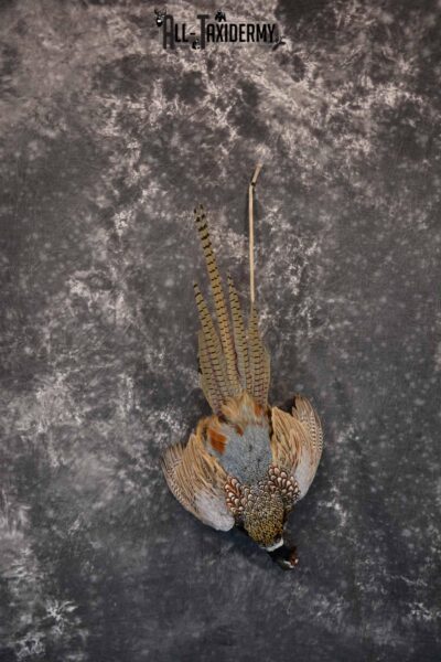 Ring-Necked Pheasant Taxidermy Mount Hanging SKU 1307