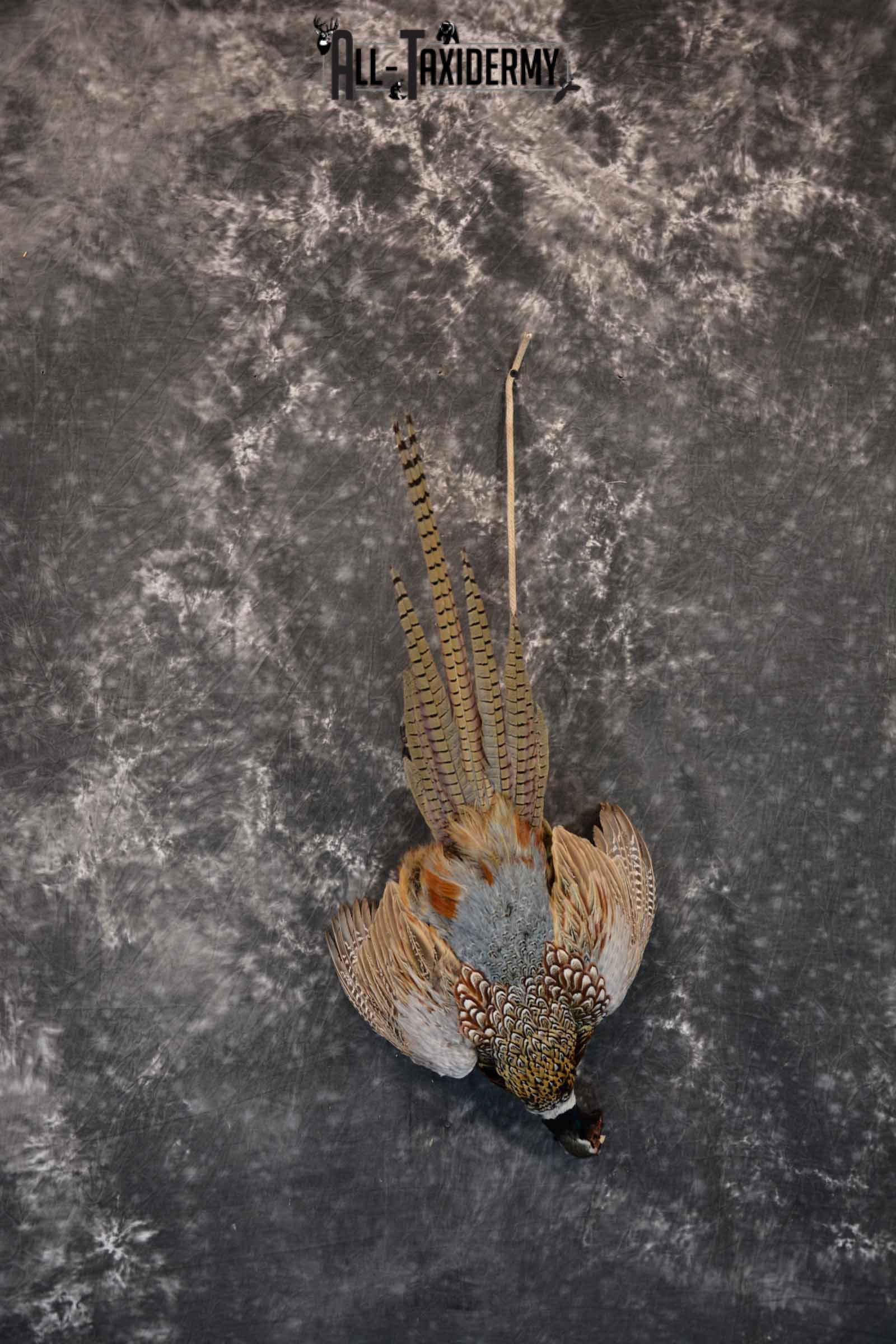 Ring-Necked Pheasant Taxidermy Mount Hanging SKU 1307