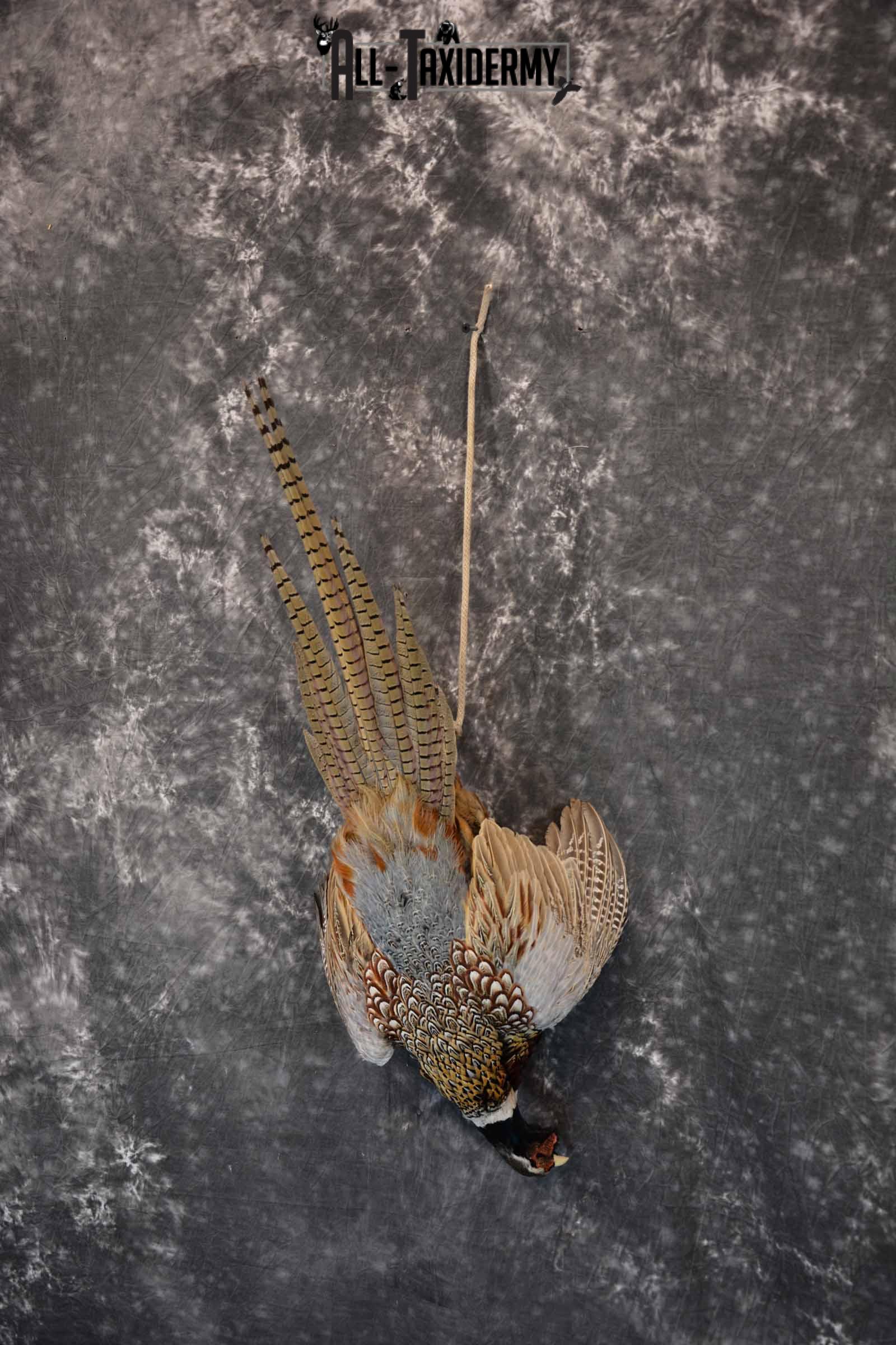 Ring-Necked Pheasant Taxidermy Mount Hanging SKU 1307 - Image 2