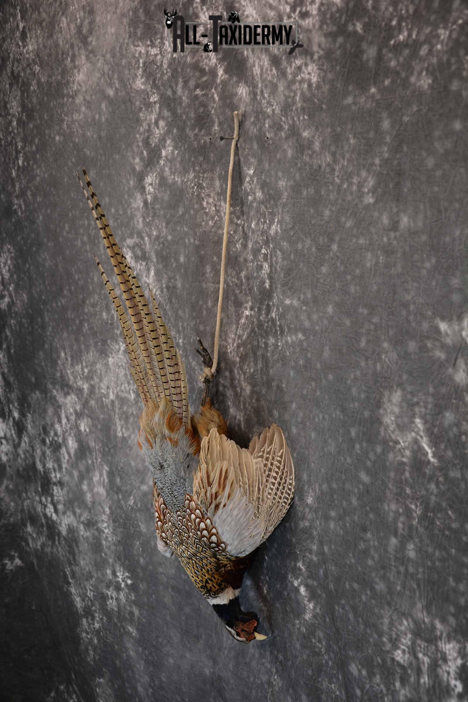 Ring-Necked Pheasant Taxidermy Mount Hanging SKU 1307 - Image 3