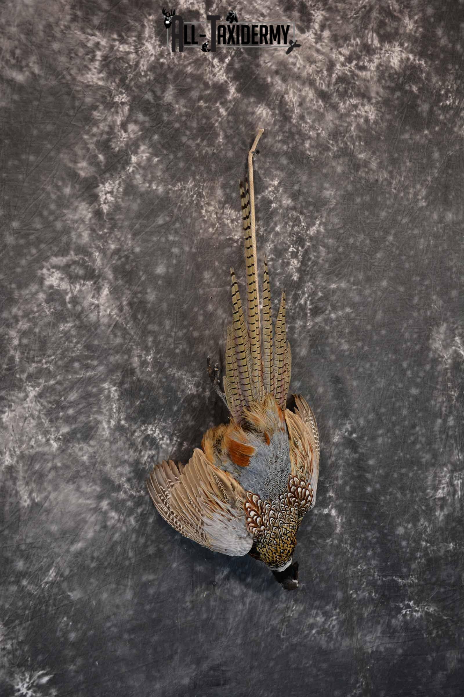 Ring-Necked Pheasant Taxidermy Mount Hanging SKU 1307 - Image 4