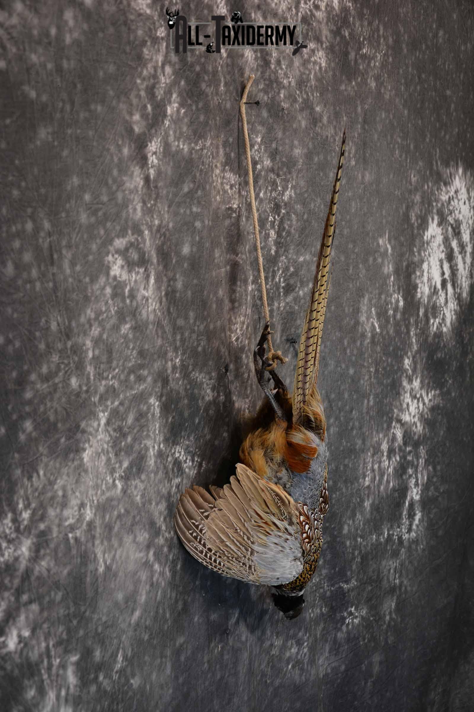 Ring-Necked Pheasant Taxidermy Mount Hanging SKU 1307 - Image 5