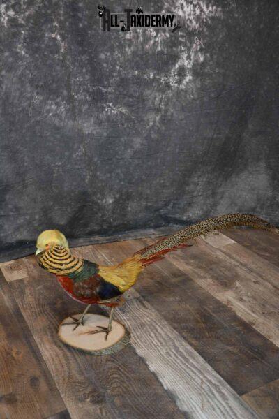 Golden Pheasant Taxidermy Mount For Sale SKU 1287