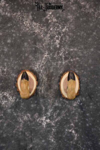 Whitetail Deer Feet Taxidermy Gun Holder SKU 1270