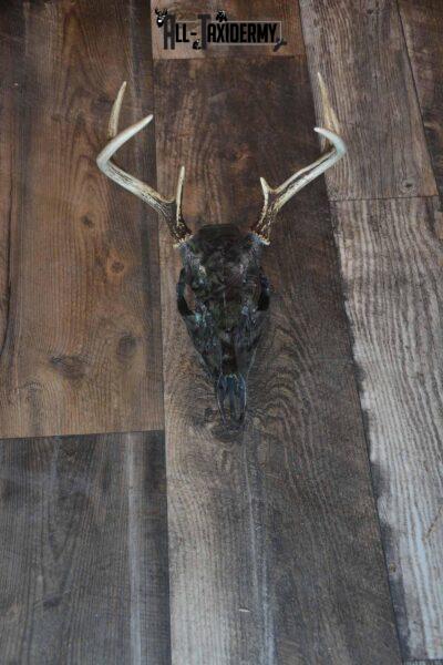 Whitetail Deer Hydro Dipped Skull SKU 1310
